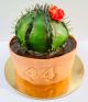 Tortas kaktusas